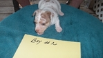 Rat terrier puppies