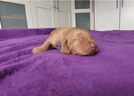 Vizsla puppies