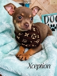Absolutely Sweet & Stunning Male Chihiahua