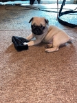 Pug Puppy for Rehoming