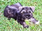 AKC Toy/Miniature Schnauzer puppies