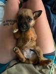 Puppies need to be rehomed