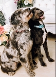 Double Doodle Puppies