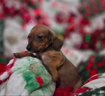 Beautiful Dachshund Puppies