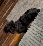 Dachshund/Mini Aussie