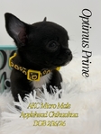 AKC Micro Male Applehead Chihuahuas
