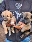 Anatolian Shepherd and German Shepherd mix puppies