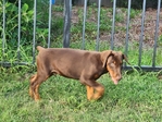 Doberman Pinscher Puppies