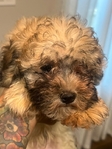 MALTIPOO PUPPY MALE $1000