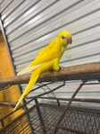 Sun Conures, Quakers and White Belly Caiques