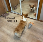 Pembroke corgis AKC adults & pups