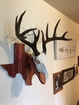 European Deer Mounts