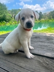 Cream White English Labrador Retriever Puppies