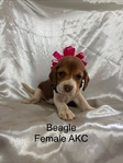Beagle puppies AKC