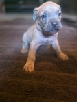 Cane Corso Puppies