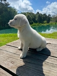 Cream White Labrador Puppies Available