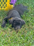 Charcoal Lab Puppies!