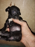 Chihuahua puppies for sale