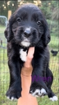 Spangold (Golden Retriever/English Springer Spaniel Mix)