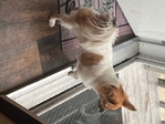Female Chihuahua