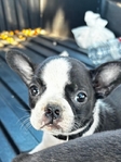Adorable Frenchston Puppies