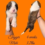 Bully Poodle Mix Puppies