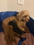 Toy Poodle Puppies