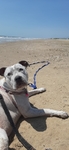 Pitbull/Heeler Mix Free