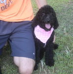 Goldendoodle Puppies
