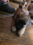 Shih tzu  Puppies