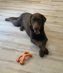 Chocolate Lab Puppies!