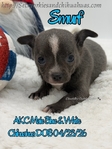 AKC Merle Longcoat & Blue Chihuahuas
