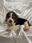 Beagle puppies AKC