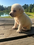 English Bred Yellow Labrador Puppies Available