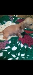 Dachshund puppies , purebred