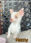 AKC Stunning Male Chihuahua