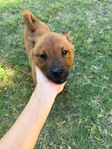 Purebred Smooth Coat Red Chow Chow