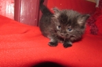 ragdoll kittens for sale