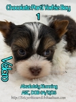AKC Micro Male Chocolate Parti & Chocolate & Tan Yorkies