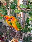 A pair of Sunconure Birds for Sale