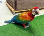 Baby Flame Macaw
