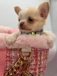 Sweet Promise AKC Applehead Longcoat Female