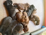 AKC Lab Puppies