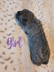Gorgeous Cane Corso puppies! (Italian mastiff)
