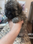 Beautiful Toy Shi-Poo Puppies