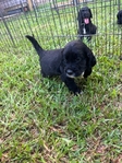 Spangold (Golden Retriever/English Springer Spaniel Mix)