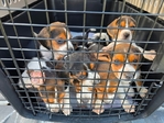 Beagle puppies