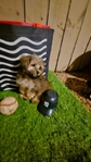 Tiny YorkiPoo $800