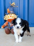 Miniature Australian Shepherd blue eyed male