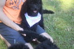 Goldendoodle Puppies